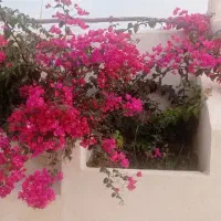 گشت جزیره زیبای قشم سواری دربست|تور و چارتر|قشم, |دیوار