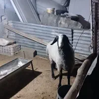 باسلام یک راس بره قوچ نر نژاد شال مست|حیوانات مزرعه|قزوین, |دیوار