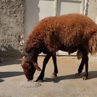 قوچ افشار مهربان|حیوانات مزرعه|ویسیان, |دیوار