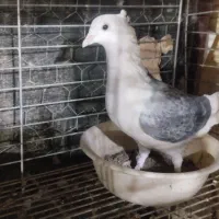 نر پشتی پلاکی کاکلی