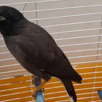 مرغ مینا یک ساله و نیم باهوش و شیطون