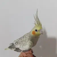 عروس هلندی مولد سخنگو|پرنده|دماوند, مسکن مهر گیلاوند|دیوار