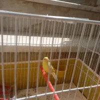 قناری ماده آماده