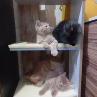 گربه اسکاتیش|گربه|قدس, شهر‌قدس|دیوار