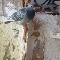 حیوانات مزرعه پرنده