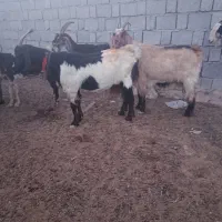 تعداد 20راس بز کهر ه دار داشتی|حیوانات مزرعه|بندر گناوه, |دیوار