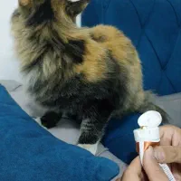 گربه پیدا کردم|گربه|مشهد, ادیب نیشابوری (شهرک غرب)|دیوار