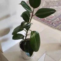 گل فیکوس|گل و گیاه طبیعی|مشهد, خین عرب|دیوار