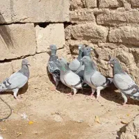 کفتر سبز و مگس شازده سبز|پرنده|زهک, |دیوار