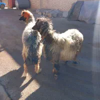 میش بز بره|حیوانات مزرعه|اردل, |دیوار