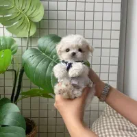 آپارتمانی پاپی سگ|سگ|اصفهان, خانه اصفهان|دیوار