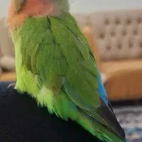 طوطی برزیلی گمشده