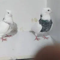 طوقی جفت الماسی اجری|پرنده|رباط‌کریم, رباط‌کریم|دیوار