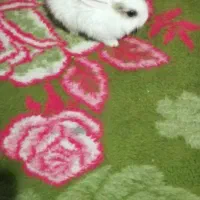 خرگوش کوچیک|موش و خرگوش|ساوه, |دیوار