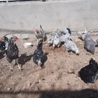 جوجه گلین|حیوانات مزرعه|بروجن, |دیوار