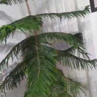 گل کاچ|گل و گیاه طبیعی|دیواندره, |دیوار