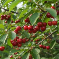 فروش نهال گیلاس تک‌دانه صادراتی