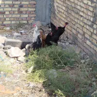 ۵تا مرغ و یک خروس|حیوانات مزرعه|تربت جام, یحیی آباد|دیوار