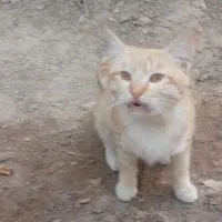 گربه اهلی خانگی|گربه|زاهدان, |دیوار