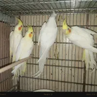 گرینچیک ،عروس هلندی، طوطی برزیلی
