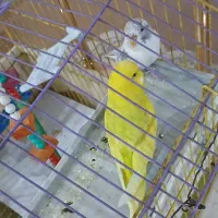 مرغ عشق|پرنده|سنندج, |دیوار