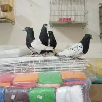 عبایی دمبی|پرنده|اندیمشک, |دیوار