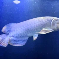 ماهی آروانا گلدن های بک ۳۰سانتی|ماهی|تهران, باغ خزانه|دیوار