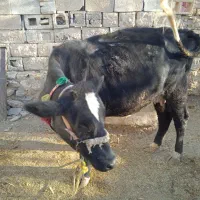 فروش گاو شیری|حیوانات مزرعه|ایذه, |دیوار