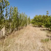 فروس باغ|فروش زمین و ملک کلنگی|زنجانرود, |دیوار