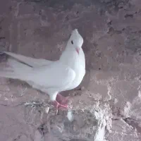 کبوتر|پرنده|مراغه, |دیوار