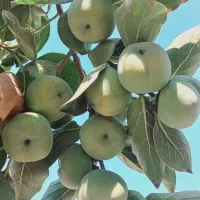خرمالو درشت