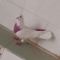 کبوتر|پرنده|قره کهریز, |دیوار