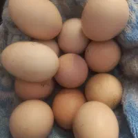 ت خ م اصیل