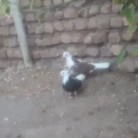 ۱۰۰۰۰۰۰