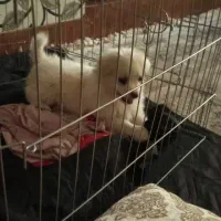 سگ ۴ ماه دورگه پامرین خرسی|سگ|ری, علایین|دیوار