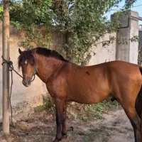 اسب سواری . گله دار|اسب و تجهیزات اسب‌سواری|رشت, دروازه لاکان|دیوار