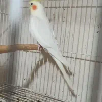 عروس هلندی بالغ