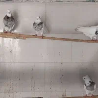 طوقی و کبوتران سرور وسرخ وپرستویی|پرنده|امیرکلا, |دیوار