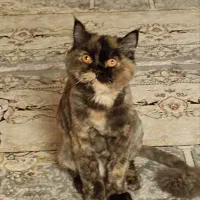 گربه پرشین اسکاتیش ،طوطی گیرینجیک،عروس هلندی