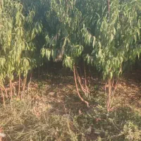 نهال دوساله مراغه|خدمات باغبانی و درختکاری|مراغه, |دیوار