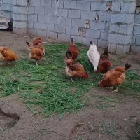 مرغ محلی تخم گذار