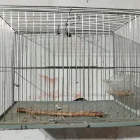 ابزار و قناری عروس پرنده سهره و دریل اهوازی|حراج|نظرآباد, نظرآباد|دیوار