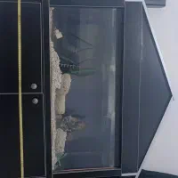 اکواریوم|ماهی|اردبیل, |دیوار