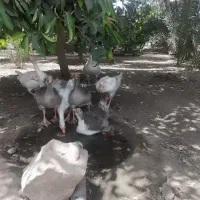 جوجه غاز فقط معاوضه با بوقلمون