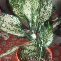 یک عددگل آگلونما