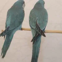 دو عدد راهب آبی تازه دنخور - اهلی