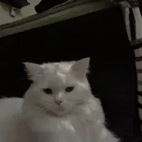 گربه|گربه|آبادان, |دیوار