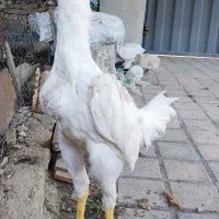 جوجه خروس ۵ماهه