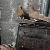 پرنده|پرنده|میانه, |دیوار