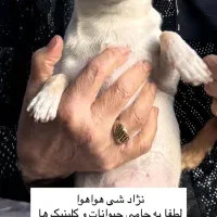 سگ گمشده نژاد شی هوا هوا
